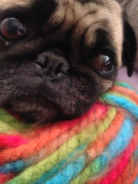 /Images/uploads/PUG NATION RESCUE OF LOS ANGELES/2019pugcalendar/entries/8562thumb.jpg